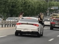 “목숨이 몇 개쯤 되나?”…질주 차량 창문에 걸터앉은 여성들 ‘아찔’