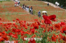 [포토] 꽃양귀비 만개한 들꽃마루