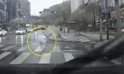 4차선 도로를 28개월 아기 혼자 ‘아장아장’…차량 움직이기 시작한 반대도로 직전 구조