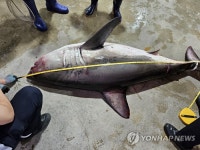 부산 오륙도 인근 해상서 상어 발견...동해안에서 잇따라 출몰