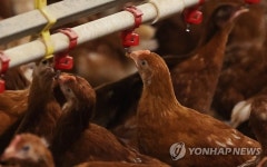 “검사만 4000번”… 제주산 계란 ‘안전’