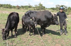 제주 흑우 도태 위기 딛고 ‘대한민국 명품’으로