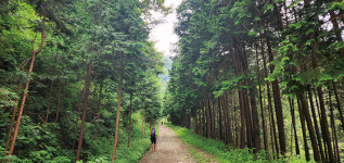 [Dear My Walking] 전북 완주 상관편백나무숲 10만 그루 편백이 내뿜는 짙은 피톤치드 休~