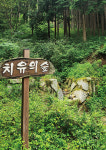 [Dear My Walking] 전북 완주 상관편백나무숲 10만 그루 편백이 내뿜는 짙은 피톤치드 休~