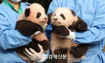 [포토] 루이바오와 후이바오