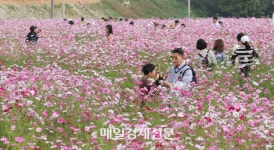 [포토] 코스모스 가득한  토평동 한강공원