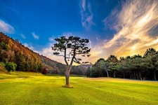 티샷이 소나무 황금종 울리면 골프비 무료, 로제비앙GC의 변신