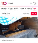고양이 랜선 집사들, 냥이 영상 보려고 ‘이 쇼핑몰’ 찾는다던데
