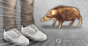 멧돼지 사냥하다 오히려 다리 물려 사망…60대 엽사 과다출혈