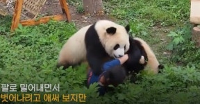 中서 먹이주던 사육사 깔아뭉갠 판다…‘드문 일’인데 무슨일?