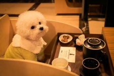 “호텔뷔페 갔는데 옆자리에 강아지가”…1000만 펫가구 시대, 달라진 식당