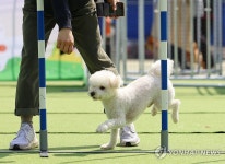 “부자동네는 강아지 천국”...서울서 반려견 가장 많이 키우는 곳은