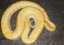 “꿈에서 노란뱀 달려들어 피했는데”…현실에서 이런 일 생길 줄이야