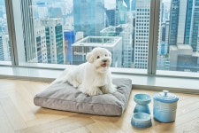 “내 새끼랑 커피 마시고, 쇼핑하고, 호캉스 할래요”…반려동물 서비스 각양각색