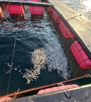 고수온에 일주일새 1710만마리 폐사 …남해안 양식어류 피해 ‘역대 최대’