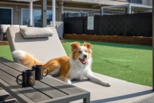 국내 최초 ‘부총지배견(犬)’ 등장, 반려견이 손님 맞아주는 리조트