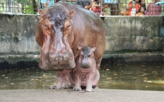 “통통 튀지만 치명적 매력의 아가씨야”…하마 ‘무뎅’ 보러 매일 1만명씩 온다는데