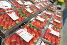 “새벽에 수확한 딸기를 오후에 매장에서”… 롯데마트, 새벽딸기 늘린다