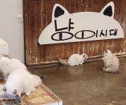 “댕댕이·냥이 제일 호강하는 도시는”…반려동물 매출 압도적 1위 지역은
