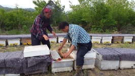 양봉업도 스마트 기술로 디지털 혁신 … 민통선 양봉업자 부부 [똑똑한 장사]