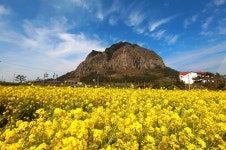 “유채꽃 필 무렵인데”... 3월에 30.3도 찍은 제주도