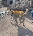 “여기 있음 죽어, 가거라” 목줄 풀어줬는데도 집돌아온 반려견 ‘대추’