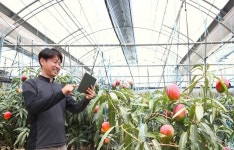 [르포] “전기료 5000만 원 아꼈다”…삼성 스마트싱스 프로가 바꾼 제주 망고 농장