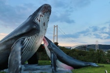 울산 남구 장생포 고래문화특구, 20년 누적 방문객 1400만명 돌파