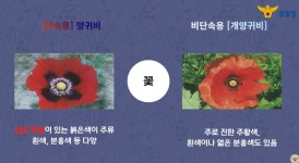 면사무소 앞에서 ‘마약 양귀비’ 1700여주 발견…군산해경 수사 착수