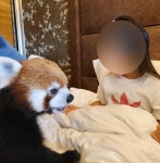 멸종위기종을 상품으로…중국 호텔의 레서판다 모닝콜, 논란 끝에 중단