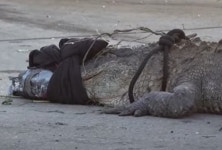 “햄버거 먹고 싶었나?”…미국 맥도널드 앞에 등장한 악어, 결국