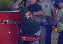 “햄버거 먹고 싶었나?”…미국 맥도널드 앞에 등장한 악어, 결국