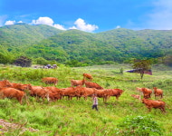 친환경 방목 한우, 추석 선물 품절 대란