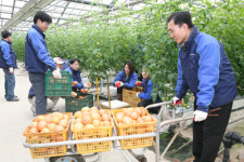 농협유통 당진 농가서 일손 돕기