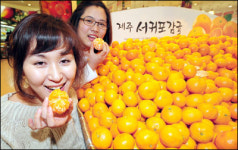 롯데마트 서귀포감귤 작년 반값에 맛보세요