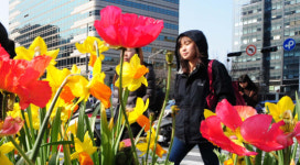 꽃샘추위 뚫고 봄은 온다