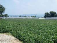 [추천 알짜물건] 포천 선단동 4730㎡ 토지 9억원 外