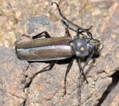 장수하늘소 인공번식 국내 첫 성공