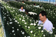 국화 LED 재배기술로 농가소득 증대 기대