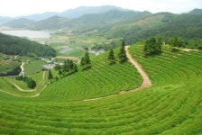 보성녹차 수출 길 열린다