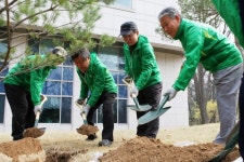 국립산림과학원, 홍릉숲에 정이품송 후계목 심어