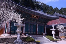 공주, 맨발로 걷는 솔바람길 마곡의 봄에 나를 맡긴다