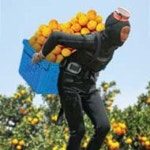 [더블 클릭] 밀감 밭의 해녀