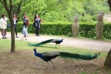 삼성 에버랜드·LG 곤지암리조트 비밀의 화원
