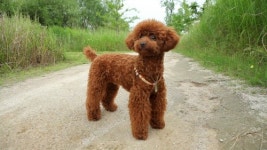 2회 순천만세계동물영화제 트레일러 공개...8월21~26일 열려