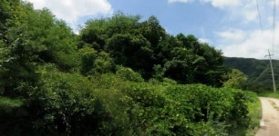 [추천 알짜물건] 포천 3만6200㎡ 임야 3억 外