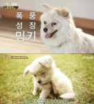 삼시세끼 정선편2, 마스코트 밍키의 폭풍성장 염소야?
