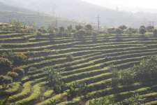 [서해진의 茶와 건강] <2>우리 시대 대표 음료, 커피 또는 차