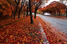 떨어진 낙엽만큼 추억 쌓고… 솔바람에 쌓인 시름 씻다
