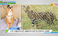 ‘VJ특공대’ 사바나캣, 서벌캣과 집고양이 교배 품종···“한 마리 3000만원”